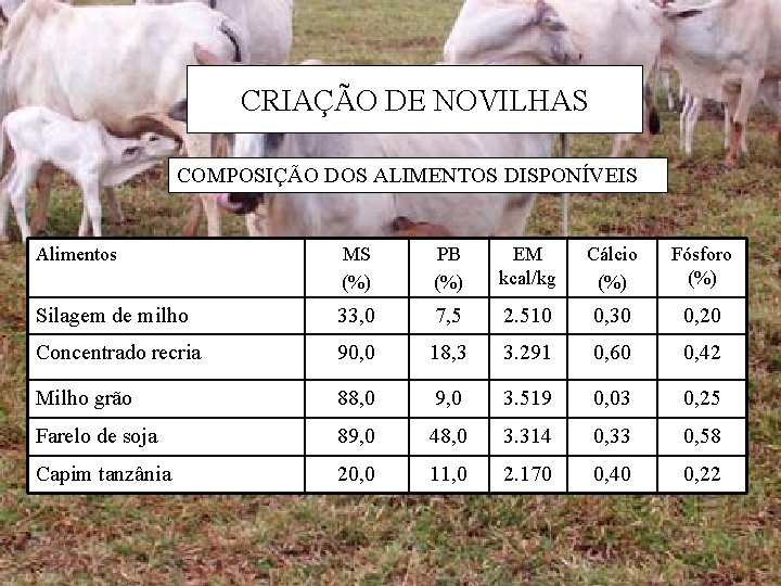 CRIAÇÃO DE NOVILHAS COMPOSIÇÃO DOS ALIMENTOS DISPONÍVEIS Alimentos MS (%) PB (%) EM kcal/kg