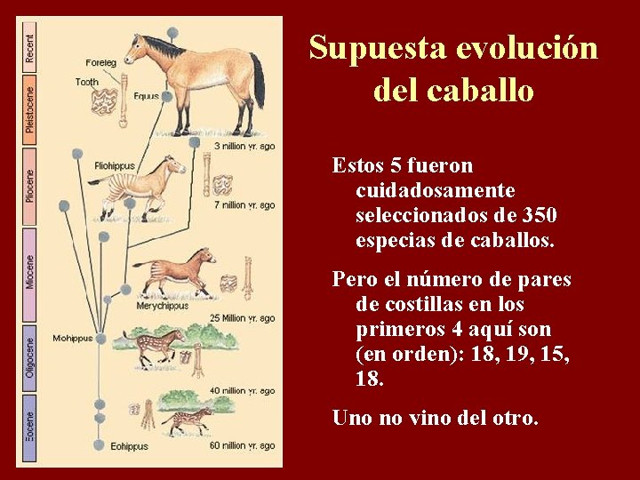 Supuesta evolución del caballo Estos 5 fueron cuidadosamente seleccionados de 350 especias de caballos.