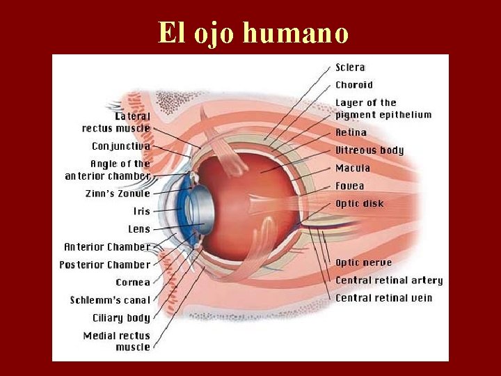 El ojo humano 