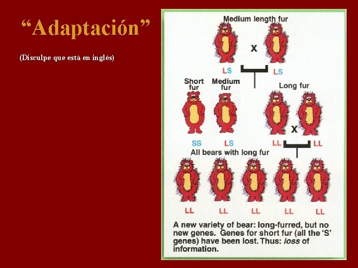 “Adaptación” (Disculpe que está en inglés) 