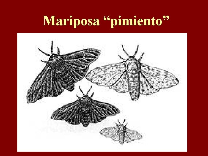 Mariposa “pimiento” 