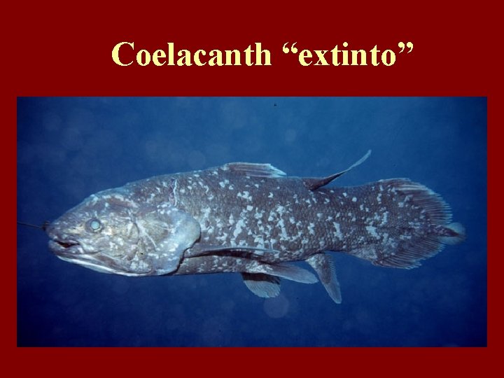 Coelacanth “extinto” 