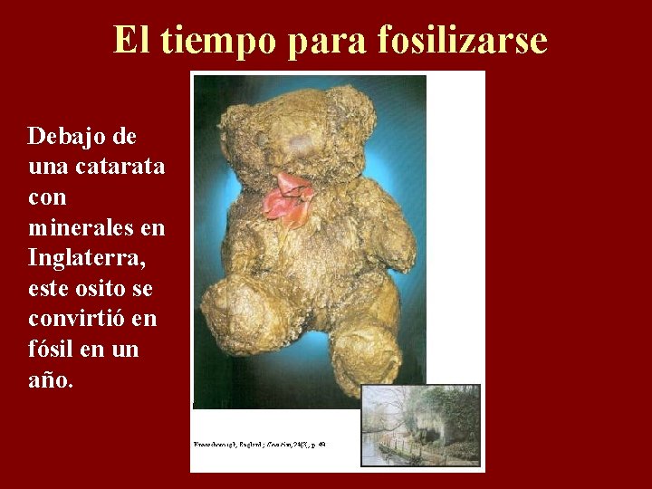 El tiempo para fosilizarse Debajo de una catarata con minerales en Inglaterra, este osito