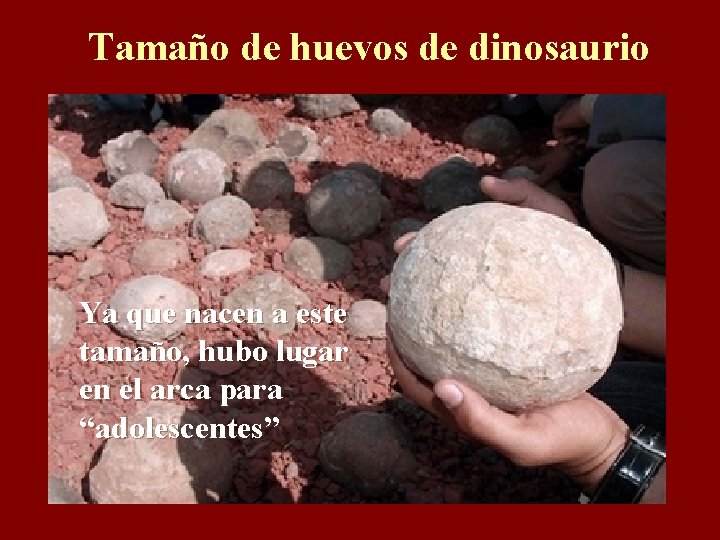 Tamaño de huevos de dinosaurio Ya que nacen a este tamaño, hubo lugar en