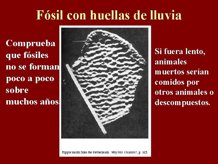 Fósil con huellas de lluvia Comprueba que fósiles no se forman poco a poco