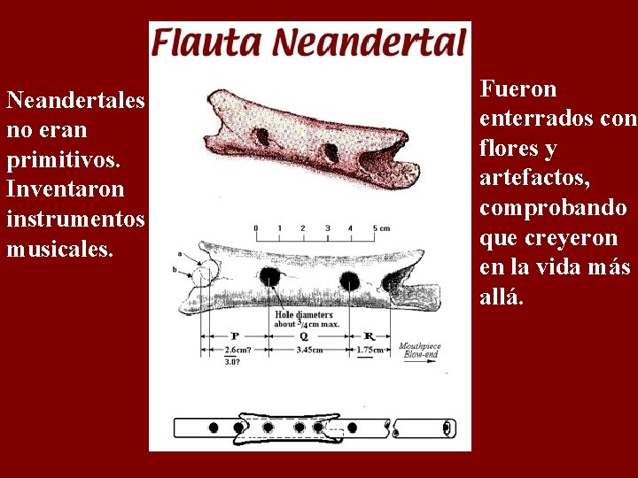 Neandertales no eran primitivos. Inventaron instrumentos musicales. Fueron enterrados con flores y artefactos, comprobando