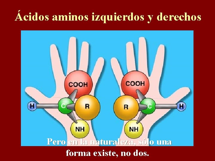 Ácidos aminos izquierdos y derechos Pero en la naturaleza, sólo una forma existe, no