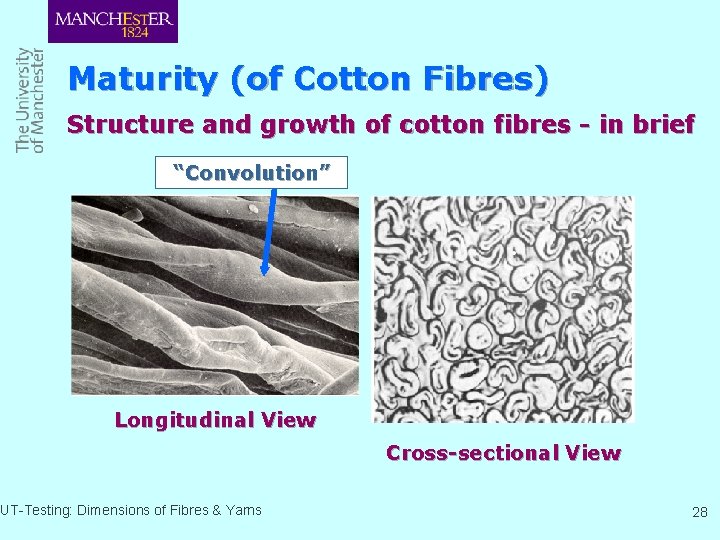Maturity (of Cotton Fibres) Structure and growth of cotton fibres - in brief “Convolution”