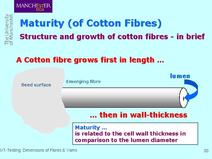 Maturity (of Cotton Fibres) Structure and growth of cotton fibres - in brief A