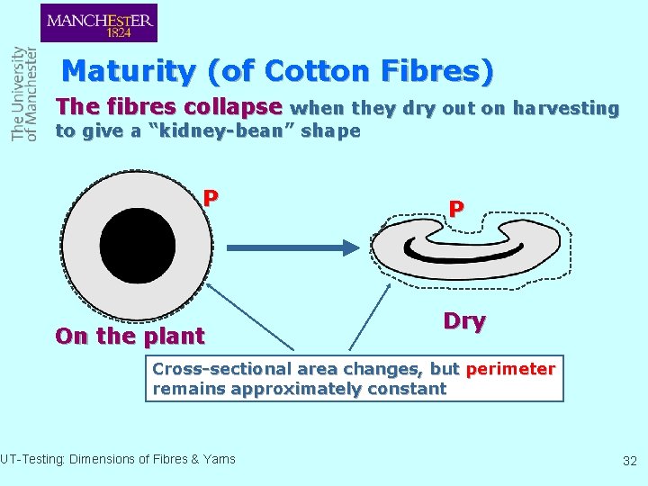 Maturity (of Cotton Fibres) The fibres collapse when they dry out on harvesting to