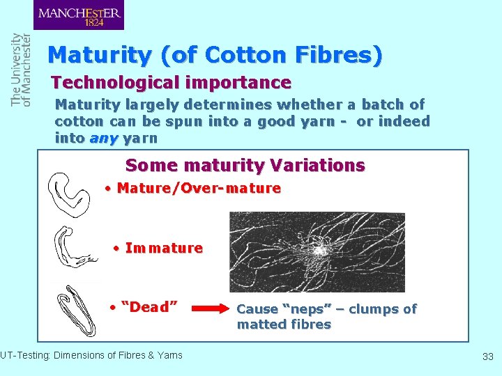 Maturity (of Cotton Fibres) Technological importance Maturity largely determines whether a batch of cotton