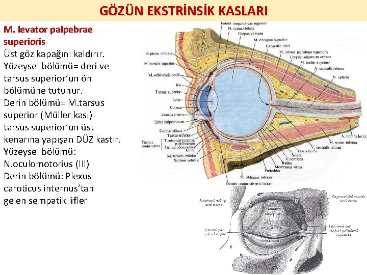 GÖZÜN EKSTRİNSİK KASLARI M. levator palpebrae superioris Üst göz kapağını kaldırır. Yüzeysel bölümü= deri GÖZÜN EKSTRİNSİK KASLARI M. levator palpebrae superioris Üst göz kapağını kaldırır. Yüzeysel bölümü= deri
