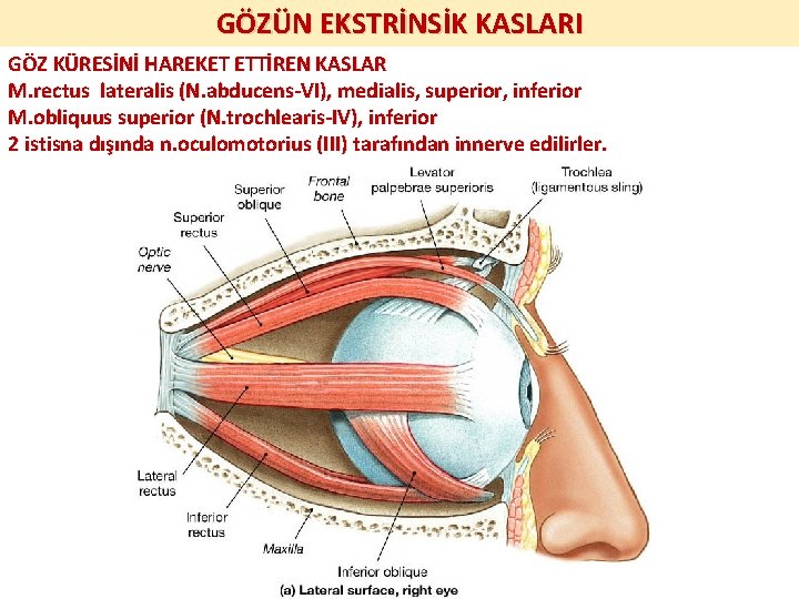 GÖZÜN EKSTRİNSİK KASLARI GÖZ KÜRESİNİ HAREKET ETTİREN KASLAR M. rectus lateralis (N. abducens-VI), medialis,