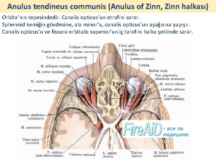 Anulus tendineus communis (Anulus of Zinn, Zinn halkası) Orbita’nın tepesindedir. Canalis opticus’un etrafını sarar.