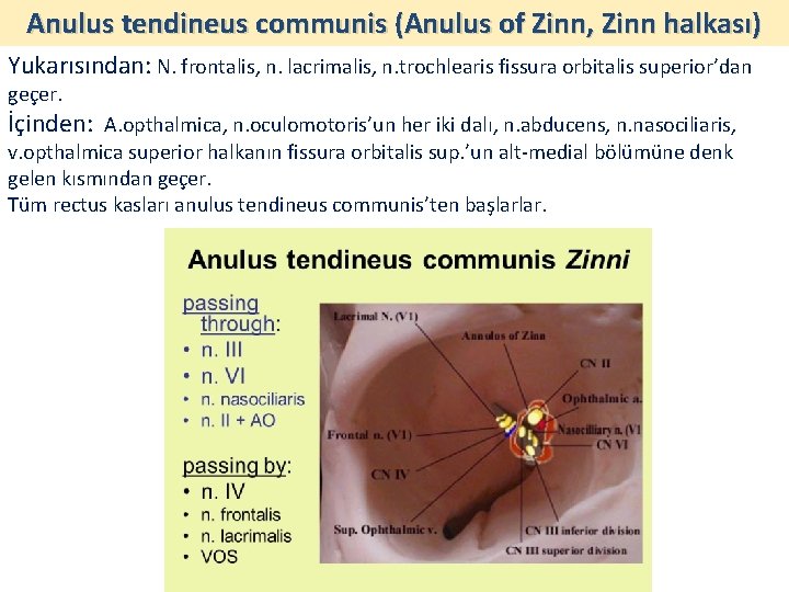 Anulus tendineus communis (Anulus of Zinn, Zinn halkası) Yukarısından: N. frontalis, n. lacrimalis, n.