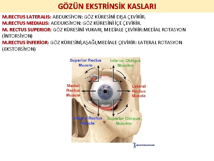 GÖZÜN EKSTRİNSİK KASLARI M. RECTUS LATERALIS: ABDUKSİYON: GÖZ KÜRESİNİ DIŞA ÇEVİRİR. M. RECTUS MEDIALIS: