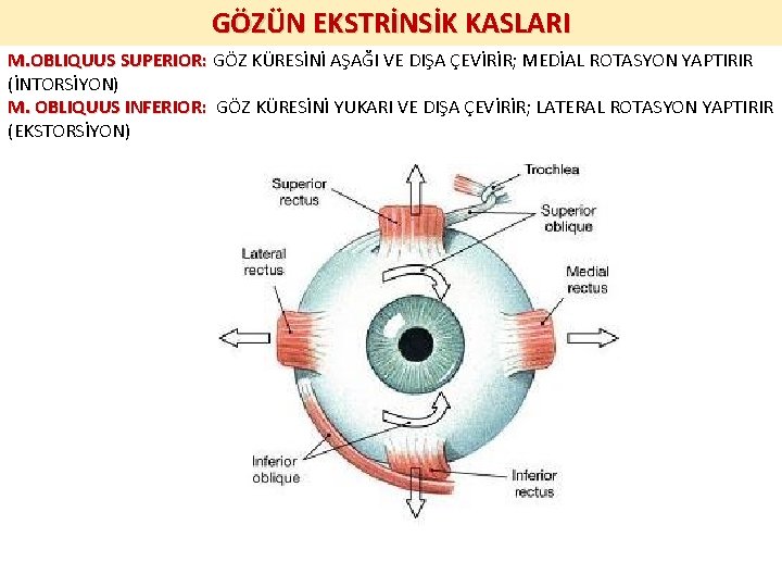 GÖZÜN EKSTRİNSİK KASLARI M. OBLIQUUS SUPERIOR: GÖZ KÜRESİNİ AŞAĞI VE DIŞA ÇEVİRİR; MEDİAL ROTASYON GÖZÜN EKSTRİNSİK KASLARI M. OBLIQUUS SUPERIOR: GÖZ KÜRESİNİ AŞAĞI VE DIŞA ÇEVİRİR; MEDİAL ROTASYON