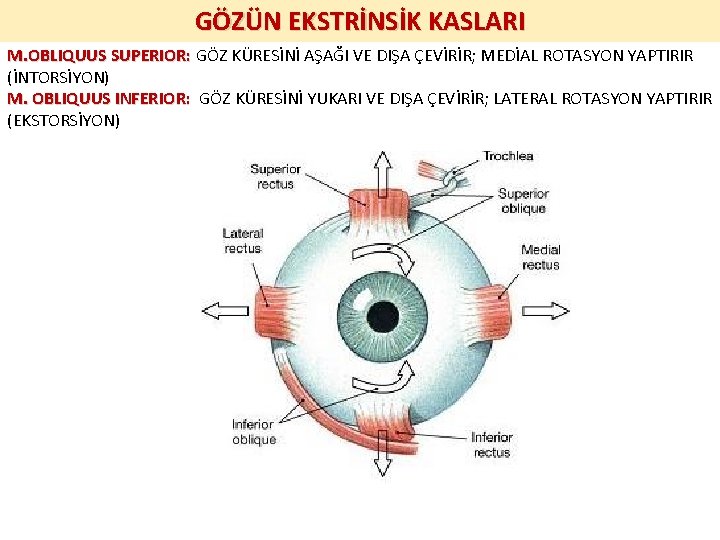 GÖZÜN EKSTRİNSİK KASLARI M. OBLIQUUS SUPERIOR: GÖZ KÜRESİNİ AŞAĞI VE DIŞA ÇEVİRİR; MEDİAL ROTASYON