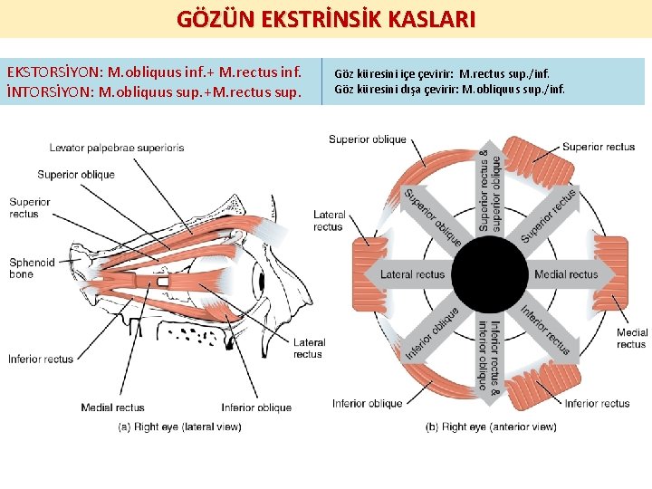 GÖZÜN EKSTRİNSİK KASLARI EKSTORSİYON: M. obliquus inf. + M. rectus inf. İNTORSİYON: M. obliquus