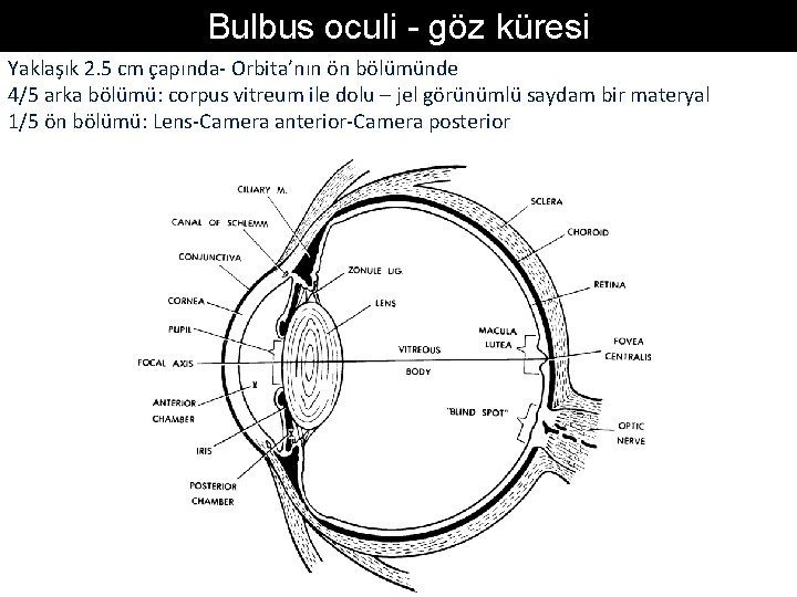 Bulbus oculi - göz küresi Yaklaşık 2. 5 cm çapında- Orbita’nın ön bölümünde 4/5 Bulbus oculi - göz küresi Yaklaşık 2. 5 cm çapında- Orbita’nın ön bölümünde 4/5