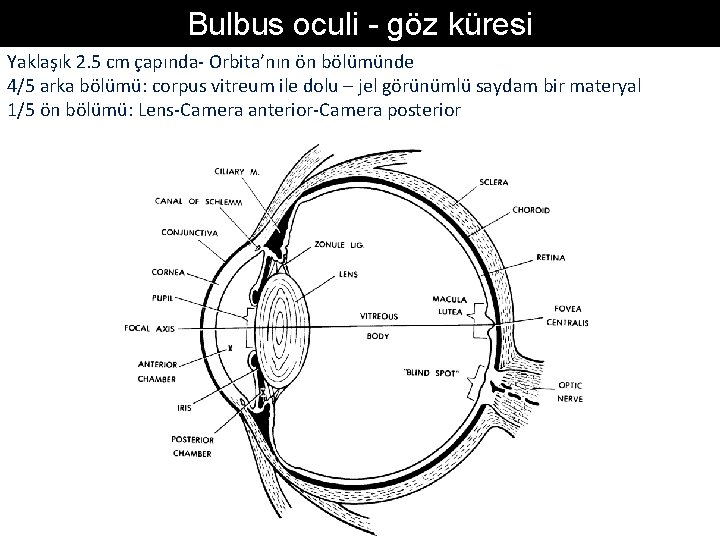 Bulbus oculi - göz küresi Yaklaşık 2. 5 cm çapında- Orbita’nın ön bölümünde 4/5