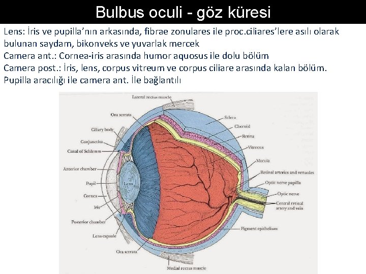 Bulbus oculi - göz küresi Lens: İris ve pupilla’nın arkasında, fibrae zonulares ile proc. Bulbus oculi - göz küresi Lens: İris ve pupilla’nın arkasında, fibrae zonulares ile proc.