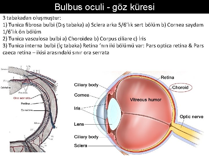 Bulbus oculi - göz küresi 3 tabakadan oluşmuştur: 1) Tunica fibrosa bulbi (Dış tabaka)