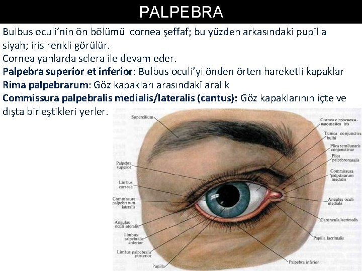 PALPEBRA Bulbus oculi’nin ön bölümü cornea şeffaf; bu yüzden arkasındaki pupilla siyah; iris renkli PALPEBRA Bulbus oculi’nin ön bölümü cornea şeffaf; bu yüzden arkasındaki pupilla siyah; iris renkli
