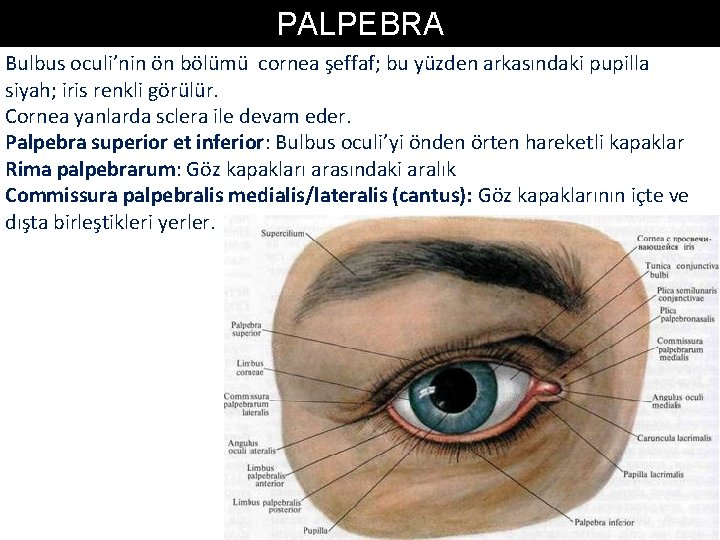 PALPEBRA Bulbus oculi’nin ön bölümü cornea şeffaf; bu yüzden arkasındaki pupilla siyah; iris renkli