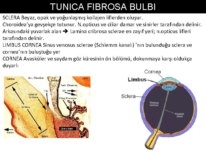 TUNICA FIBROSA BULBI SCLERA Beyaz, opak ve yoğunlaşmış kollajen liflerden oluşur. Choroidea’ya gevşekçe tutunur.