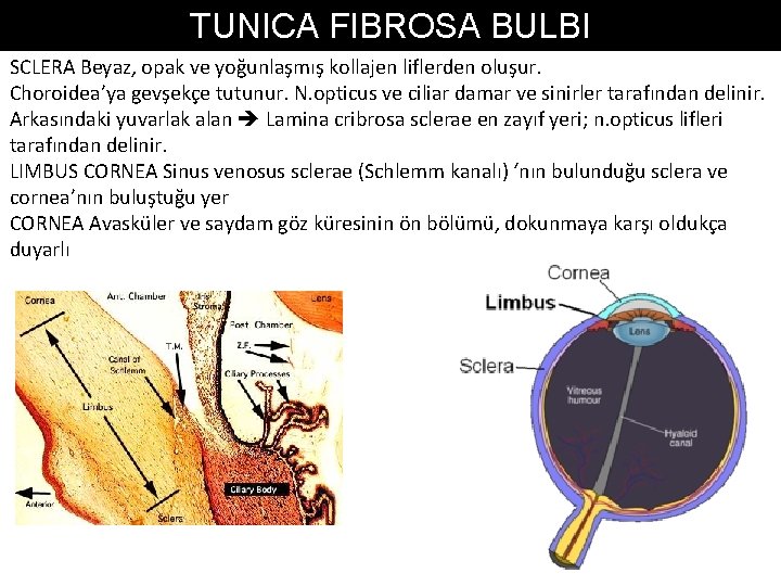 TUNICA FIBROSA BULBI SCLERA Beyaz, opak ve yoğunlaşmış kollajen liflerden oluşur. Choroidea’ya gevşekçe tutunur. TUNICA FIBROSA BULBI SCLERA Beyaz, opak ve yoğunlaşmış kollajen liflerden oluşur. Choroidea’ya gevşekçe tutunur.