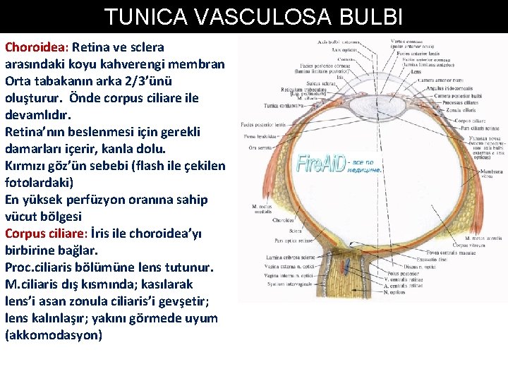 TUNICA VASCULOSA BULBI Choroidea: Retina ve sclera arasındaki koyu kahverengi membran Orta tabakanın arka