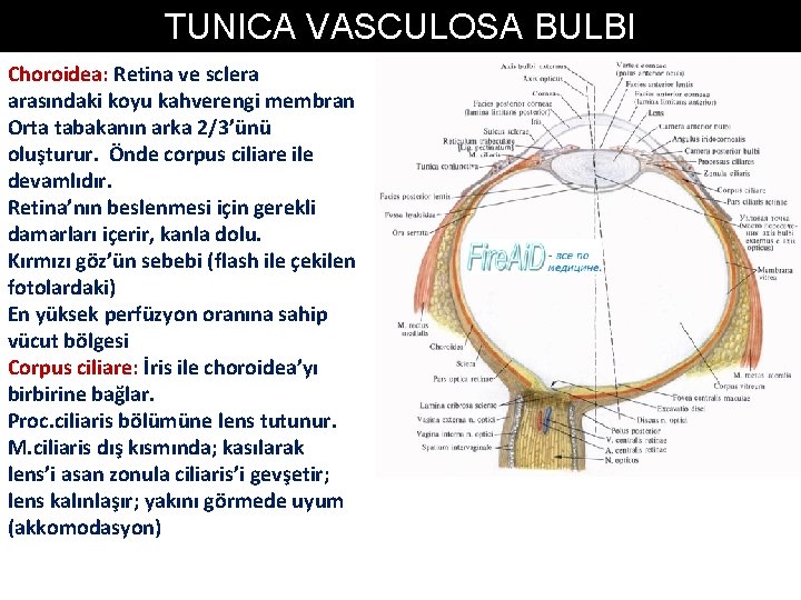 TUNICA VASCULOSA BULBI Choroidea: Retina ve sclera arasındaki koyu kahverengi membran Orta tabakanın arka TUNICA VASCULOSA BULBI Choroidea: Retina ve sclera arasındaki koyu kahverengi membran Orta tabakanın arka