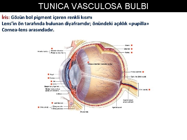 TUNICA VASCULOSA BULBI İris: Gözün bol pigment içeren renkli kısmı Lens’in ön tarafında bulunan