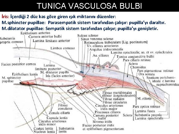 TUNICA VASCULOSA BULBI İris: İçerdiği 2 düz kas göze giren ışık miktarını düzenler: M. TUNICA VASCULOSA BULBI İris: İçerdiği 2 düz kas göze giren ışık miktarını düzenler: M.
