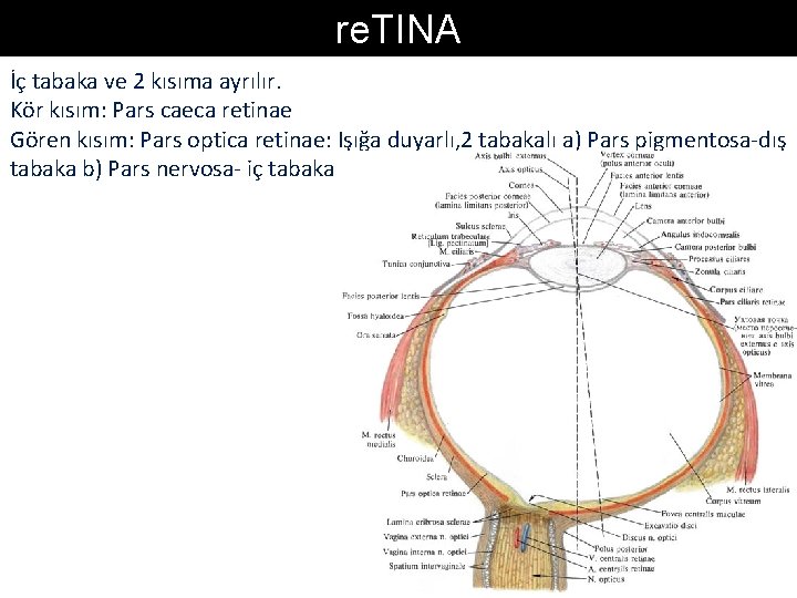 re. TINA İç tabaka ve 2 kısıma ayrılır. Kör kısım: Pars caeca retinae Gören