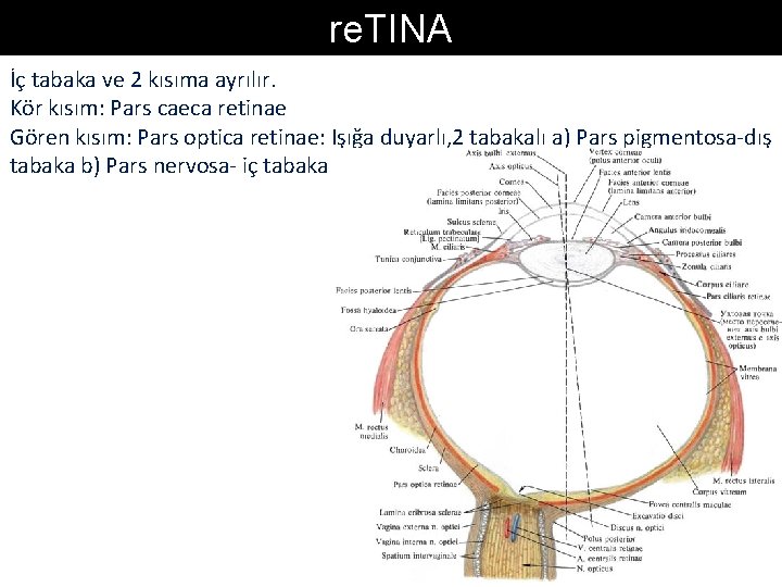 re. TINA İç tabaka ve 2 kısıma ayrılır. Kör kısım: Pars caeca retinae Gören re. TINA İç tabaka ve 2 kısıma ayrılır. Kör kısım: Pars caeca retinae Gören