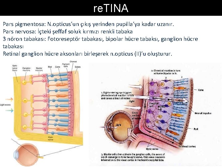 re. TINA Pars pigmentosa: N. opticus’un çıkış yerinden pupilla’ya kadar uzanır. Pars nervosa: İçteki re. TINA Pars pigmentosa: N. opticus’un çıkış yerinden pupilla’ya kadar uzanır. Pars nervosa: İçteki