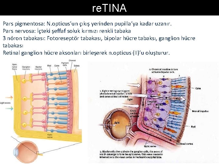 re. TINA Pars pigmentosa: N. opticus’un çıkış yerinden pupilla’ya kadar uzanır. Pars nervosa: İçteki