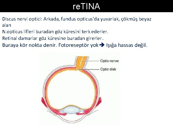 re. TINA Discus nervi optici: Arkada, fundus opticus’da yuvarlak, çökmüş beyaz alan N. opticus re. TINA Discus nervi optici: Arkada, fundus opticus’da yuvarlak, çökmüş beyaz alan N. opticus