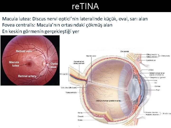re. TINA Macula lutea: Discus nervi optici’nin lateralinde küçük, oval, sarı alan Fovea centralis: re. TINA Macula lutea: Discus nervi optici’nin lateralinde küçük, oval, sarı alan Fovea centralis: