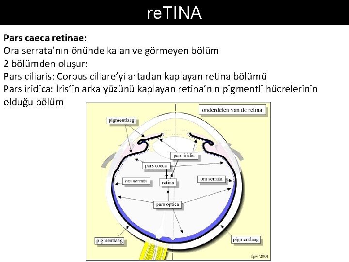 re. TINA Pars caeca retinae: Ora serrata’nın önünde kalan ve görmeyen bölüm 2 bölümden