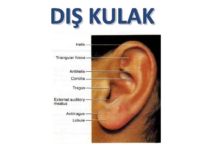DIŞ KULAK DIŞ KULAK