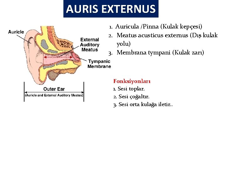 AURIS EXTERNUS 1. Auricula /Pinna (Kulak kepçesi) 2. Meatus acusticus externus (Dış kulak yolu) AURIS EXTERNUS 1. Auricula /Pinna (Kulak kepçesi) 2. Meatus acusticus externus (Dış kulak yolu)