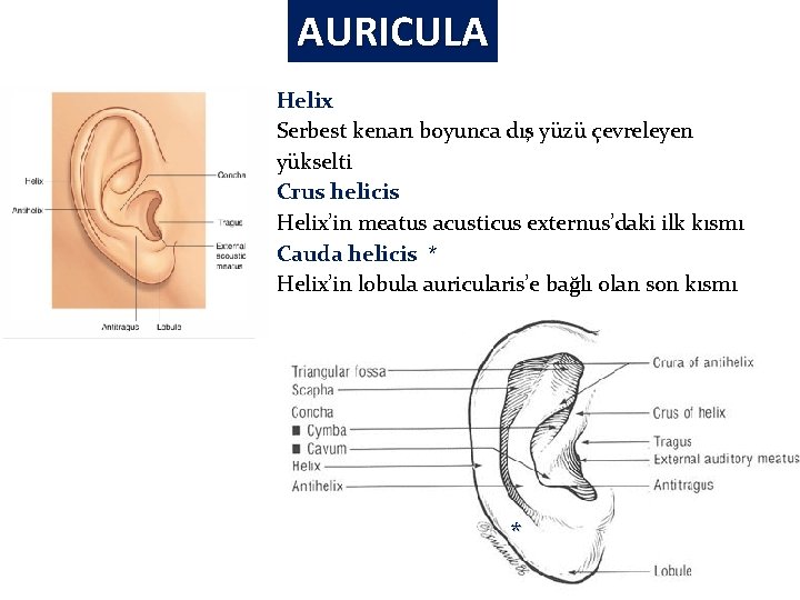 AURICULA Helix Serbest kenarı boyunca dış yüzü çevreleyen yükselti Crus helicis Helix’in meatus acusticus