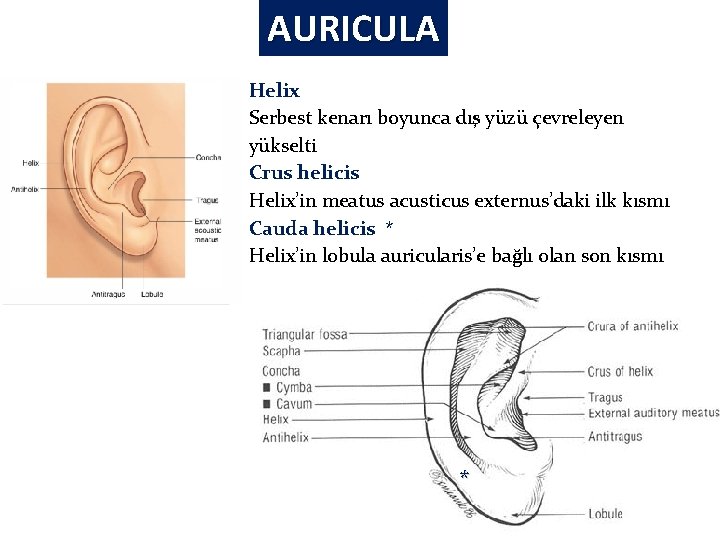 AURICULA Helix Serbest kenarı boyunca dış yüzü çevreleyen yükselti Crus helicis Helix’in meatus acusticus AURICULA Helix Serbest kenarı boyunca dış yüzü çevreleyen yükselti Crus helicis Helix’in meatus acusticus