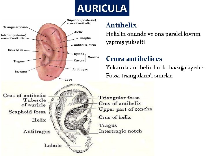 AURICULA Antihelix Helix’in önünde ve ona paralel kıvrım yapmış yükselti Crura antihelices Yukarıda antihelix