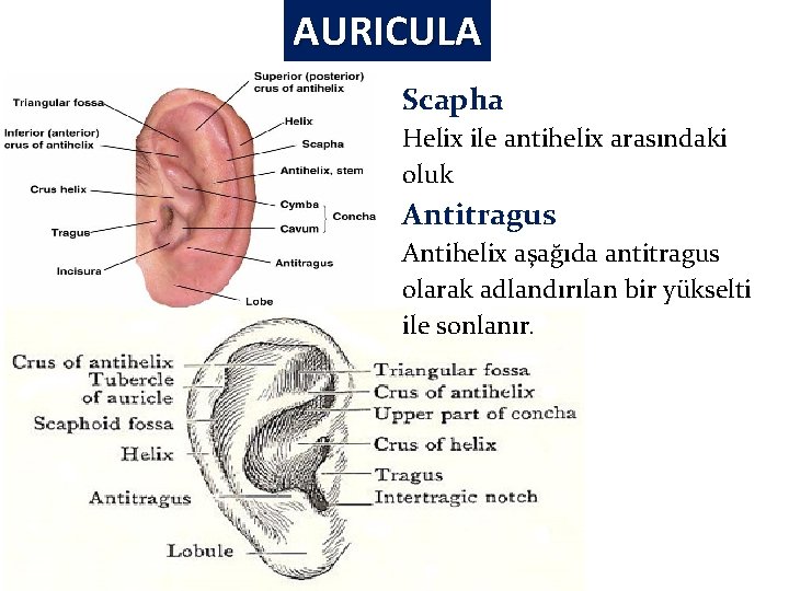 AURICULA Scapha Helix ile antihelix arasındaki oluk Antitragus Antihelix aşağıda antitragus olarak adlandırılan bir