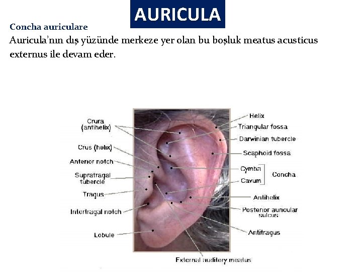 Concha auriculare AURICULA Auricula’nın dış yüzünde merkeze yer olan bu boşluk meatus acusticus externus Concha auriculare AURICULA Auricula’nın dış yüzünde merkeze yer olan bu boşluk meatus acusticus externus