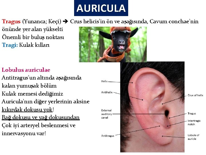 AURICULA Tragus (Yunanca; Keçi) Crus helicis’in ön ve aşağısında, Cavum conchae’nin önünde yer alan